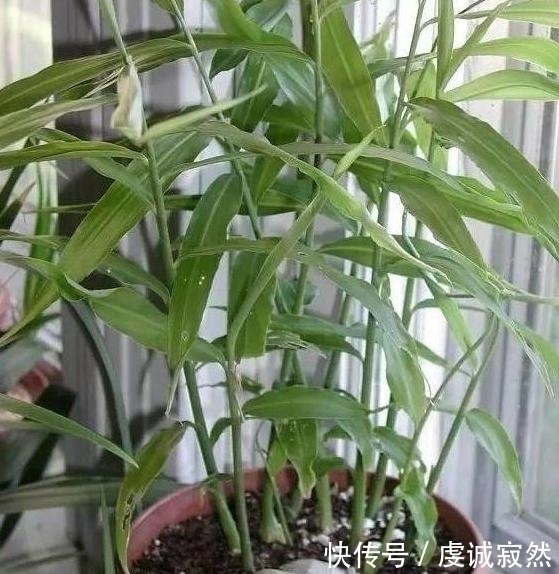 播种|“姜”丢进盆里就能活,开出漂亮“大花苞”,不仅好看、更好养