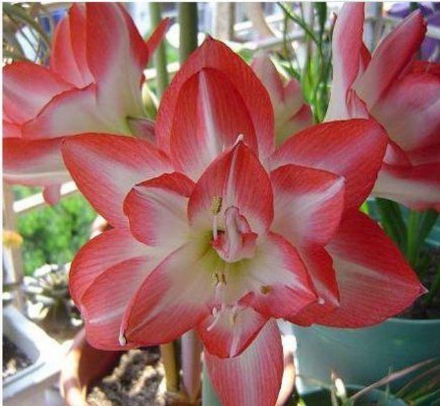 家里适合养在阳台的花卉，全年开花不断，花开美观大气