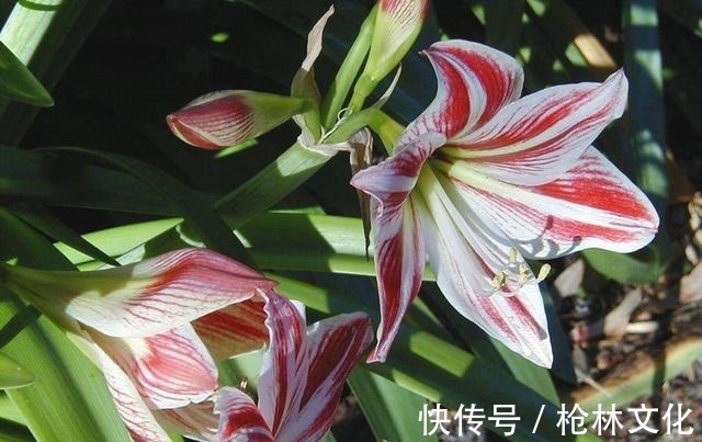 阳台养几株“百合花”,不知道攻略怎么开花,只长枝条不冒花苞