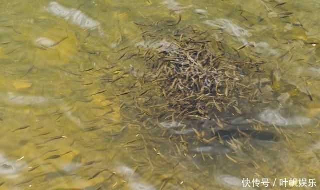钓白条有技巧,并不是使用腥饵那么简单,想钓得好这几点尤为重要