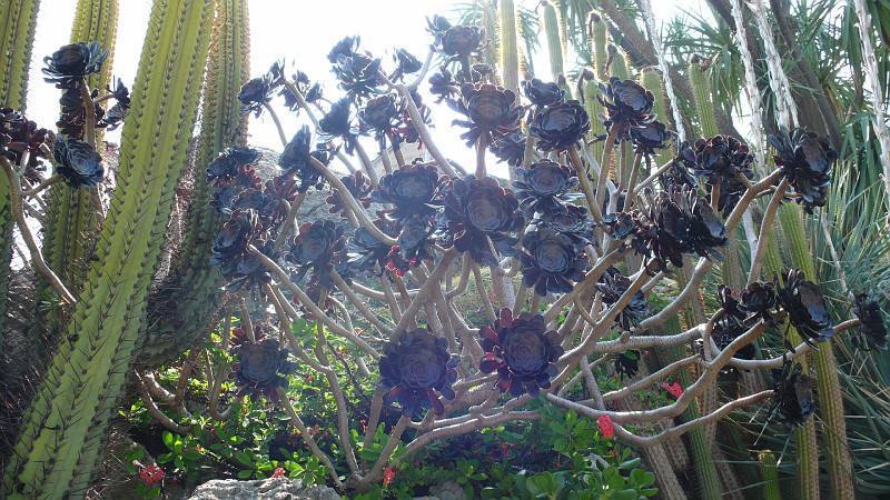 开花结子|多肉在野外,就像“晒白菜”,不吃不喝,状态全出来