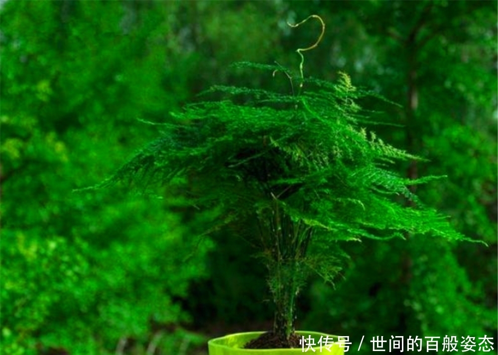  人体|文竹放在卧室养，对人体有什么好处吗？