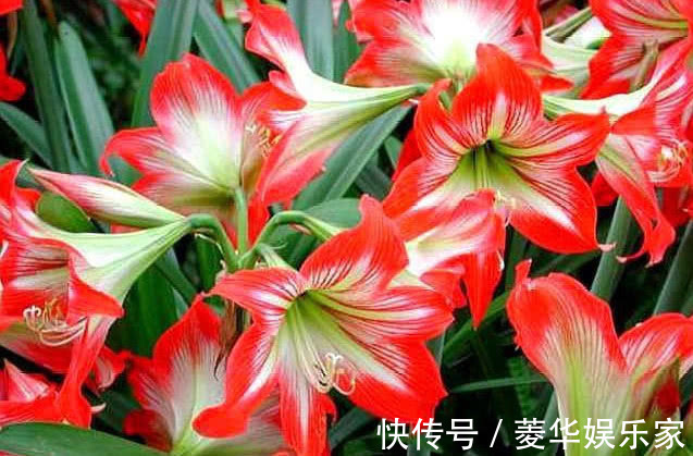 懒人|5种花是爆盆能手，好养易活，懒人新手都能养好，美不胜收！