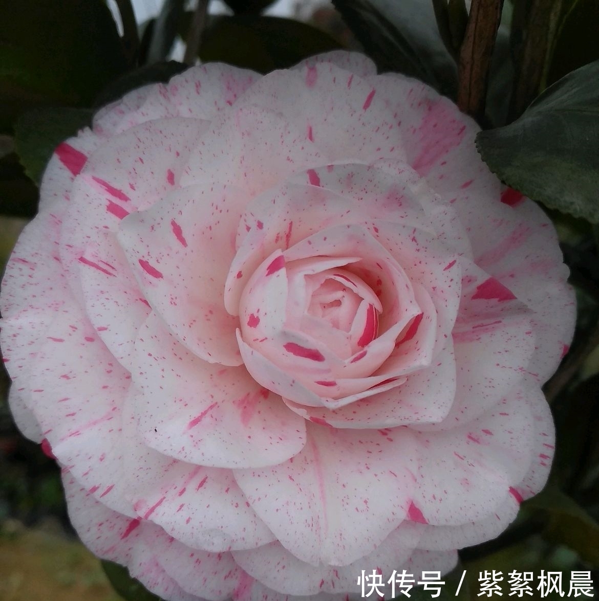 根系|花市买回来的茶花盆栽,几天就花苞枯萎叶片干卷脱落,怎么办?