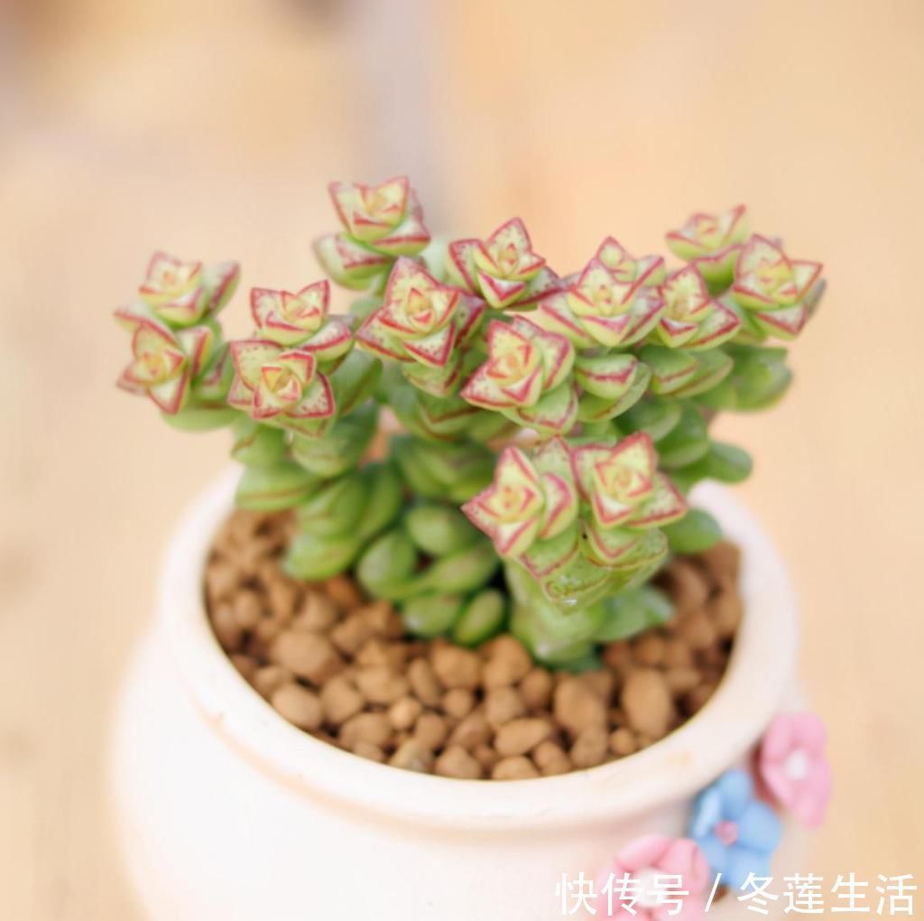 浇水|养多肉小米星,掌握“3秘诀”,叶片肥美,颜色好看得不得了