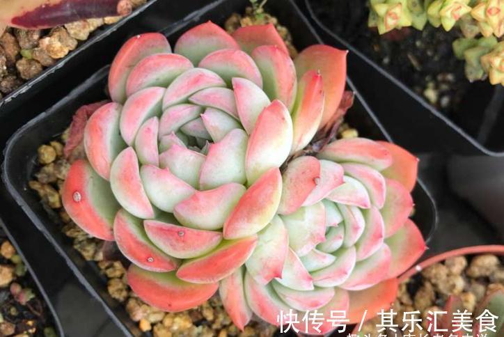 一个晚上|多肉浸盆有什么好处?忘在水里泡一晚上会不会挂掉?要怎么处理?