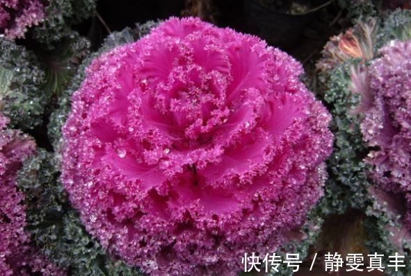 5种“耐寒花”，趁着秋天种一盆，爆花3个月，冬天不寂寞