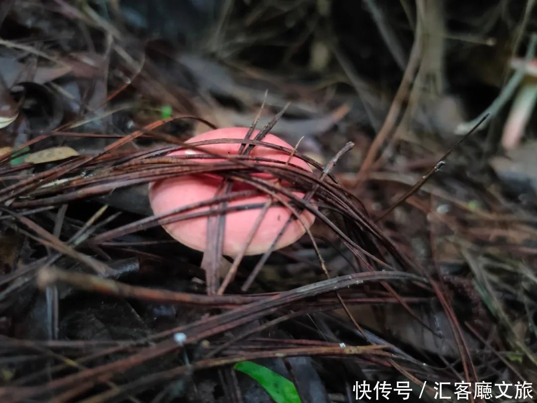 老年|彩云之南, 一个值得为了吃而即刻出发的地方!