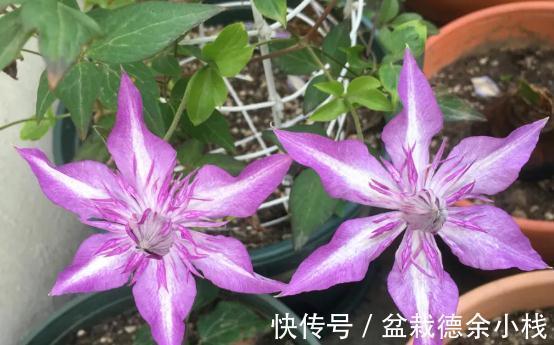 品种|皮实耐热的铁线莲品种,掌握方法技巧