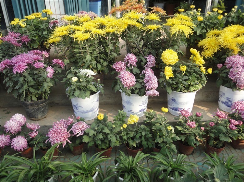 菊花|5种“吉祥花”,古代人也喜欢养,寓意好又富贵,日子越过越舒心