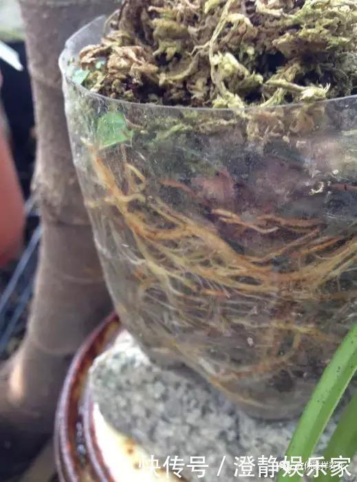 枝条|1个塑料瓶套在无花果枝条上,10天就生根,当年就结50多颗果