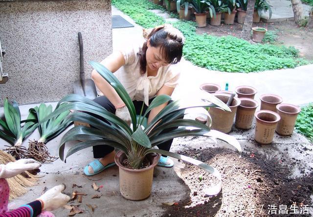 鱼肠|秋冬土里掺点它，君子兰，蟹爪兰，疯狂开花，叶子绿出油