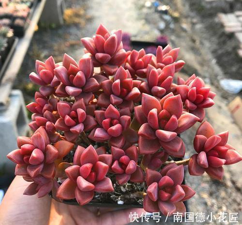 5种多肉,皮实又好养,长出状态美美哒,适合新手!