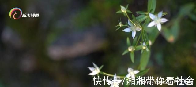 玉龙雪山|玉龙雪山龙胆花开正艳