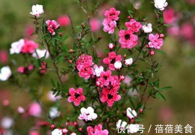 叶片|6款花现在养一盆正当时，价格便宜好养护，春节前后开满花