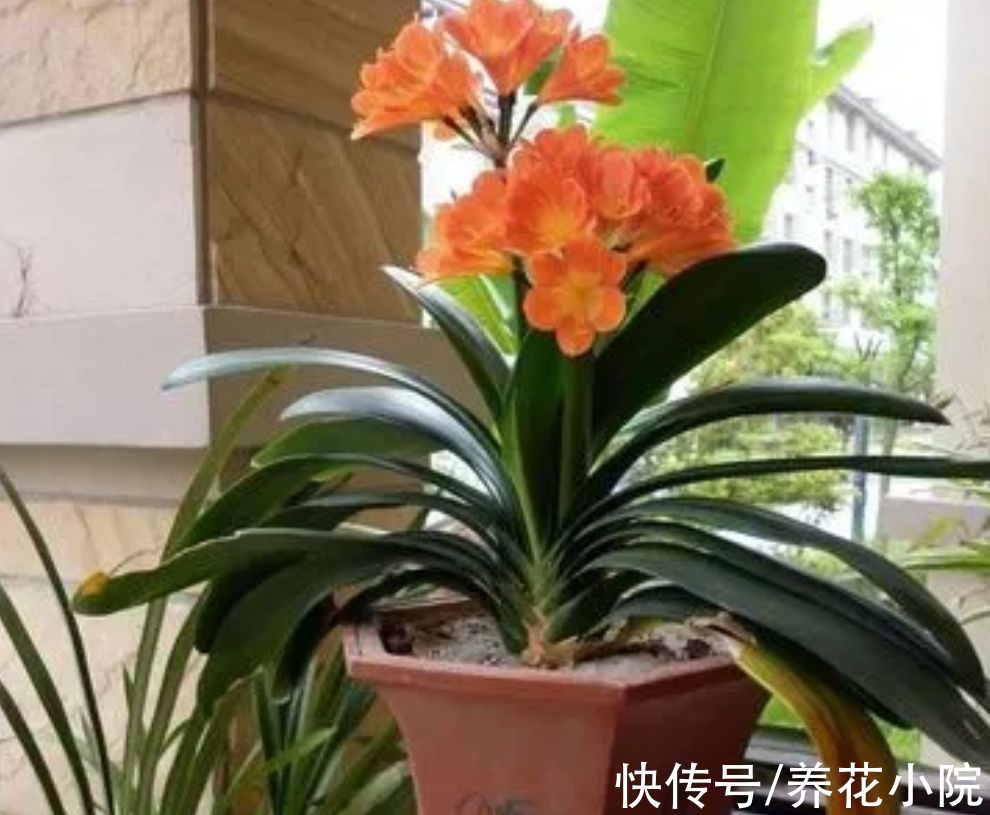 植株|5种花卉，需要“冻一冻”，才能开出漂亮的花朵