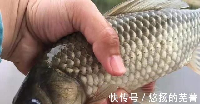 搅拌均匀|这鲫鱼饵果然够狠，头一次试用过了瘾，莫不信，十人有九人还不知！