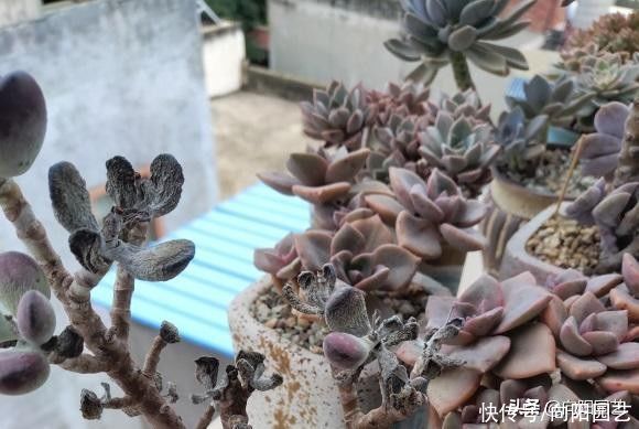 品种|买多肉,不买缀化的,黑腐率相当高,养不长久,白花冤枉钱