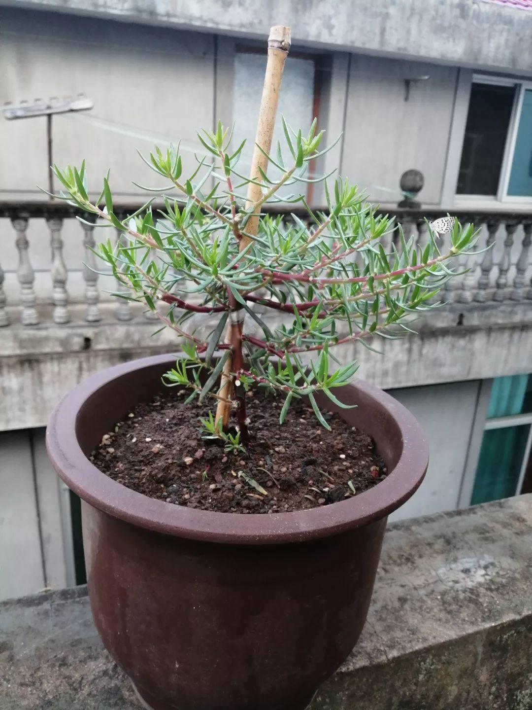 棒棒糖|5块钱一盆的花,养1年变老桩,身价翻了上百倍!