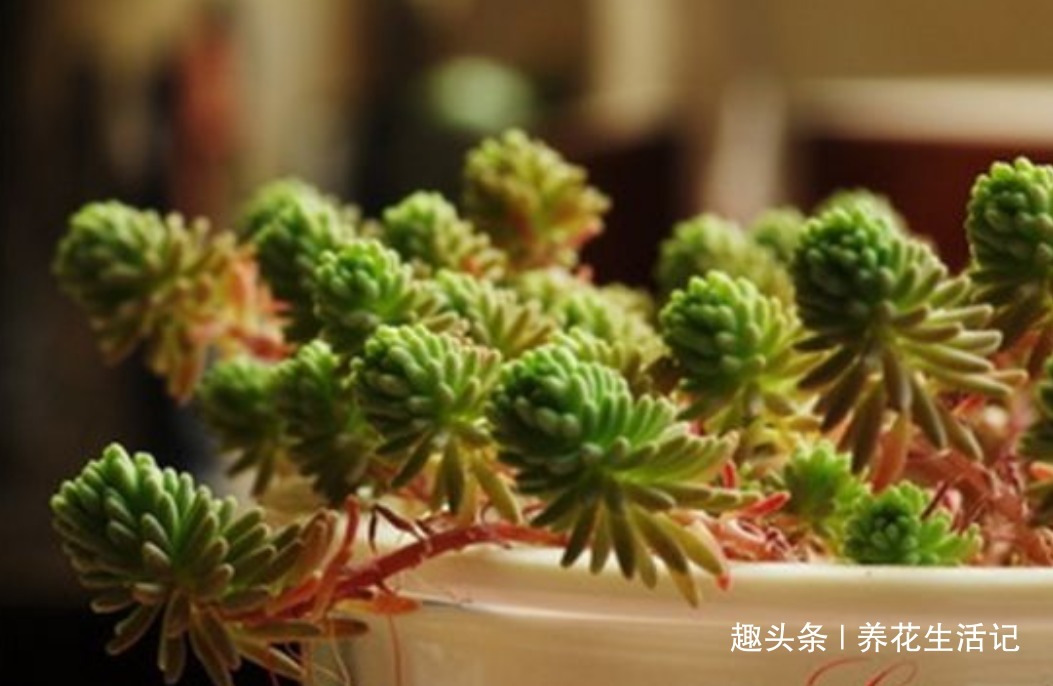 新手养多肉，做好“3大”基础度夏简单，叶子肥厚萌萌哒！