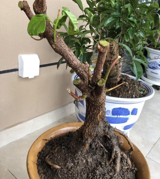 营养生长|养三角梅,“撸光叶子”虐着养,25天后,又是一个“盛花期”