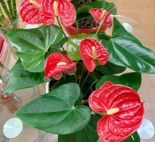 阳台养花，选用“创意花盆”，比摆放“百样花”还好看