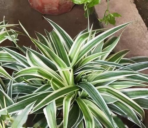 叶子|养吊兰,用上这2种小玩意,叶子宽大又绿,蹭蹭长爆盆