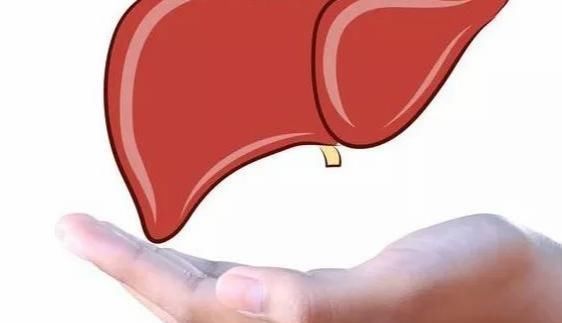 护肝的10大“秘诀”,让肝脏越来越“年轻”,比保健品有用多了