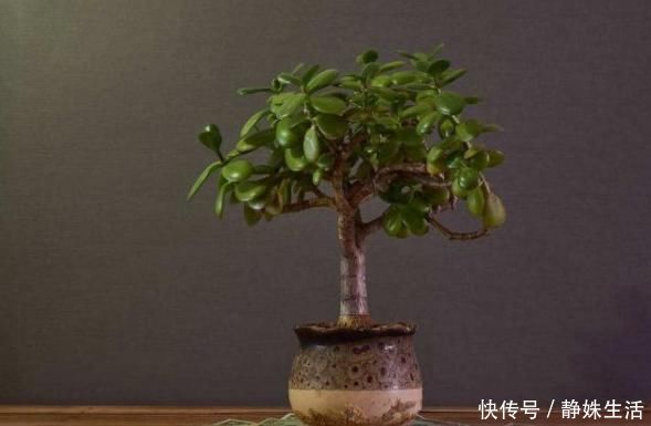 扦插|这3棵“树”买不起,偷偷截一段,埋下就能活,方便还实惠