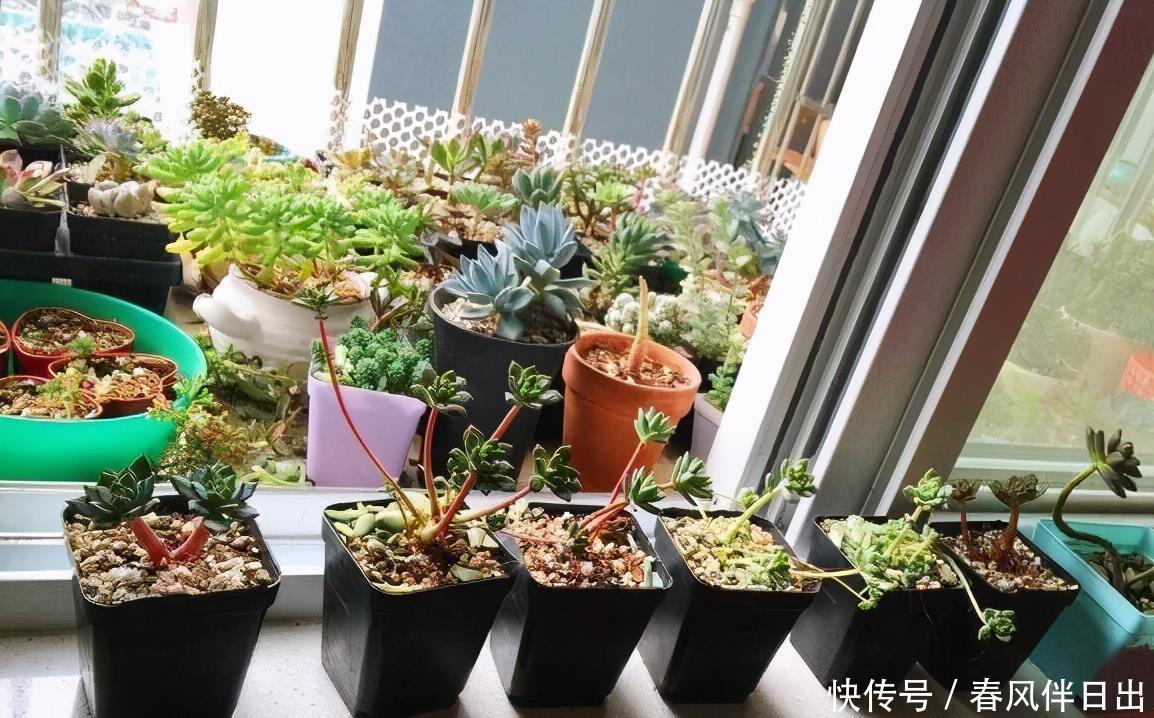 冬天养多肉,3个“不小心”,个个“徒成狗”?砍头才是硬道理
