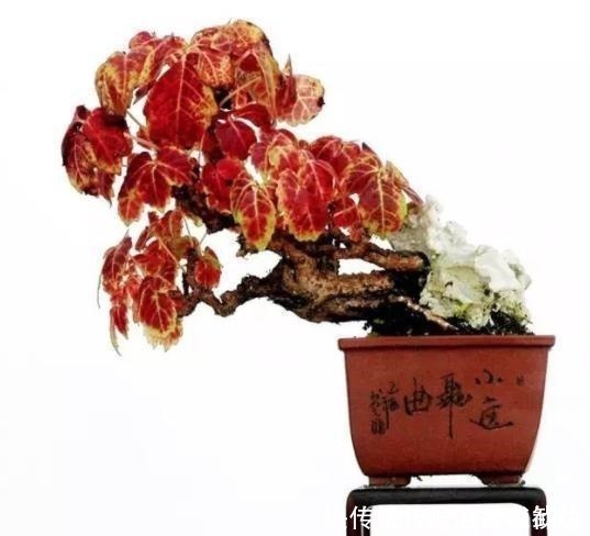 修剪|这个植物墙角常见,做成盆景原来如此美观,是草还是树不用再纠结!