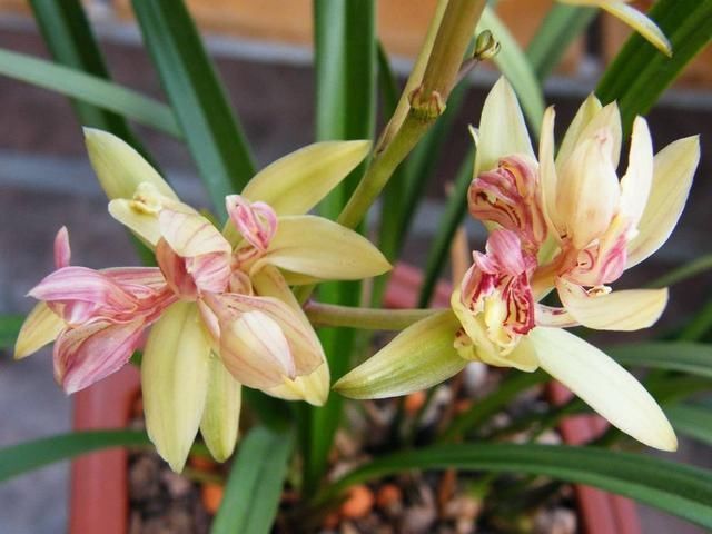 富山奇蝶|能开三季的兰花就是这种,开花优雅有香气,不娇气好养