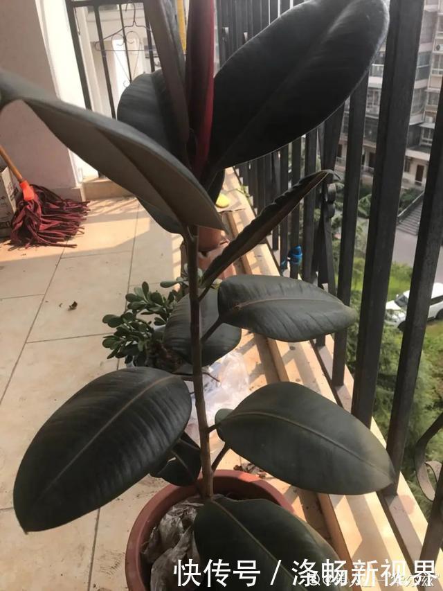 6种杀菌花,杀菌去异味,家里空气更干净!