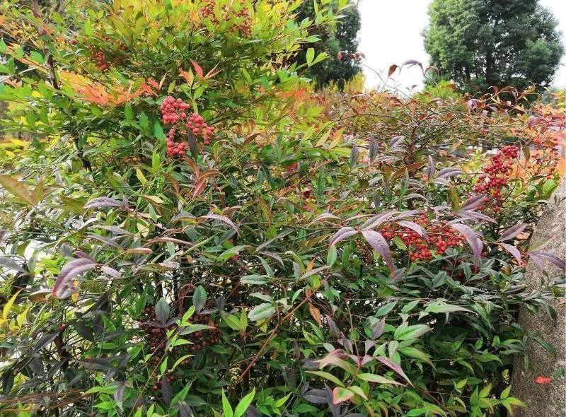 有毒性|20种有毒花,出门别乱摘,有小孩的特别注意