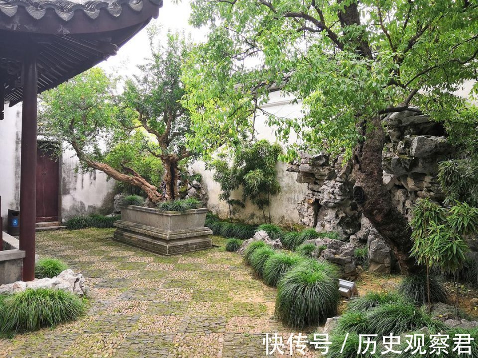 梧桐树|俗话“庭院有四树,不贵也能富”,指的是哪四种树?有何寓意?