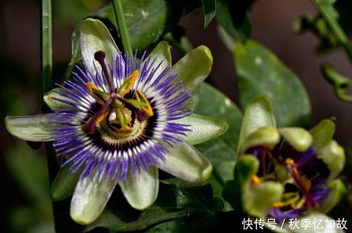 此花十分娇艳芳香四溢,是一种令人畏惧的吃人植物,代表着迷乱