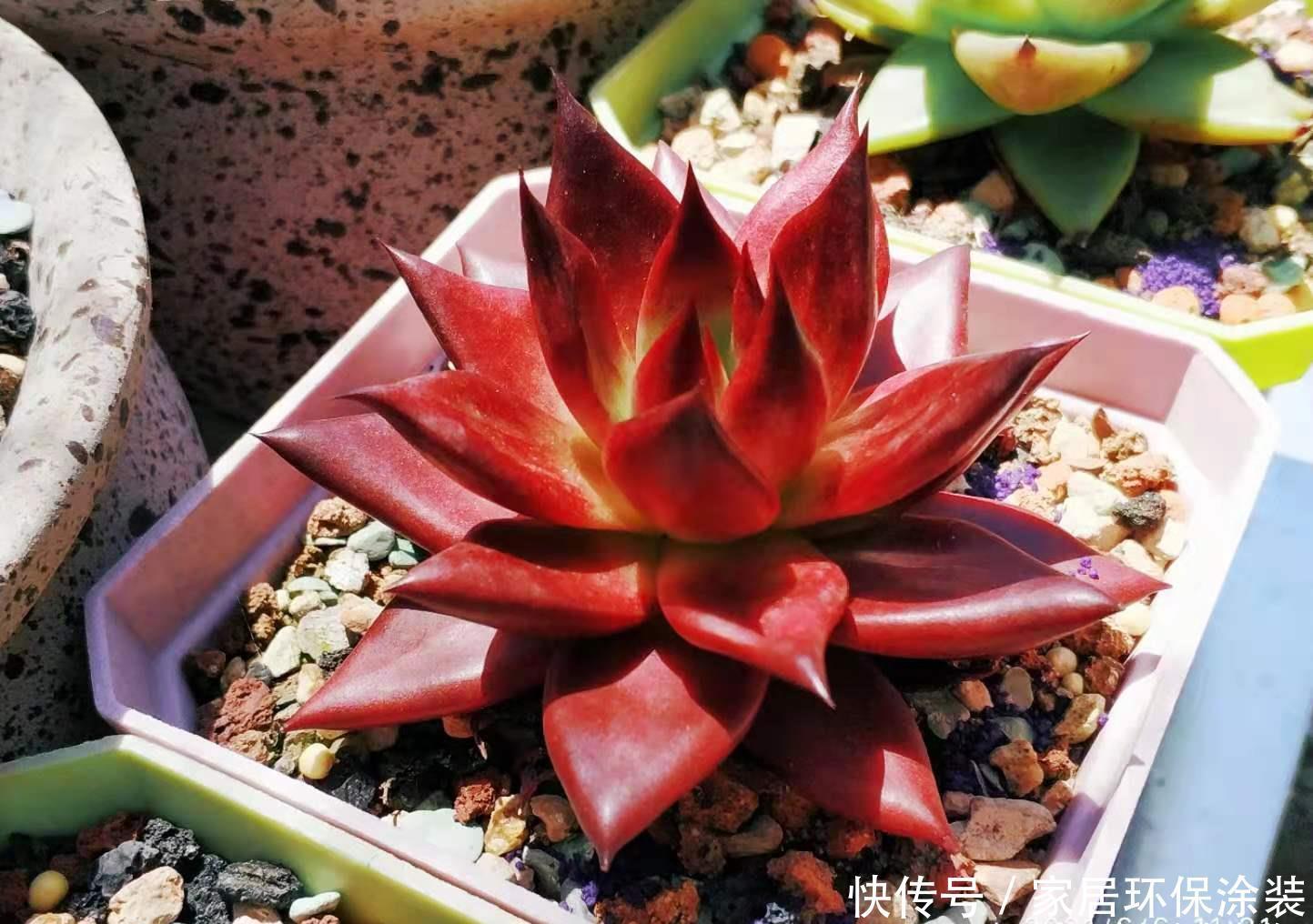 桃蛋|多肉从小苗养到爆盆是什么感觉?以前有成就感,现在觉得有点尴尬