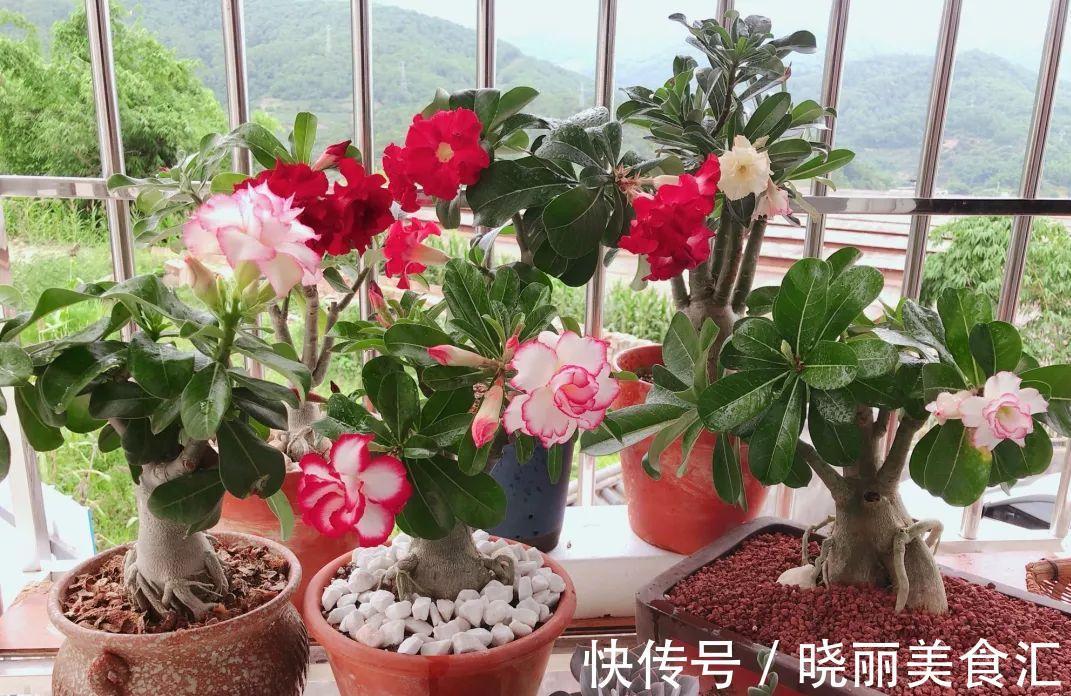 10种花“冷天”长得慢，“穷养”多晒更健壮，不然易烂根，难过冬