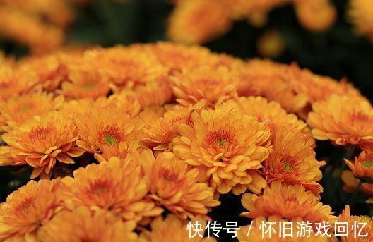 盆栽|盆栽菊花就选这种，一盆花开千朵，值了