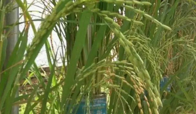 刘大爷|7旬老人捡了1500个塑料瓶,在自家后院搭起菜园子,全自动管