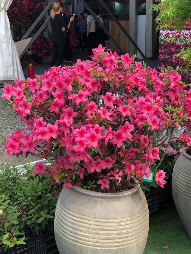 金边瑞香|6种“富贵花”，年底爱“涨价”，现在快入手，早买早赏早便宜