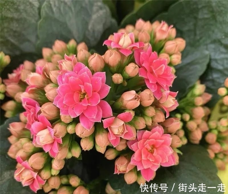 45种长寿花,个个都美爆了,你家养了多少种?