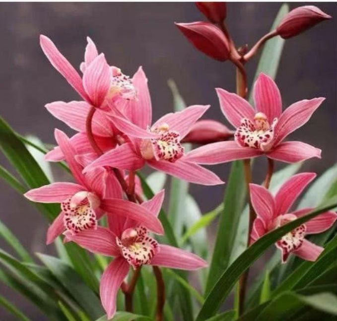 喜欢养花,不如养盆兰花,花美雅致,轻轻松松开满盆