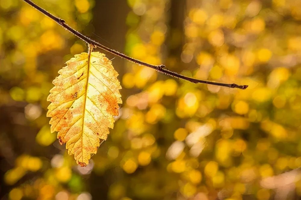 王维！诗词丨十月，愿时光放慢，许故人不散