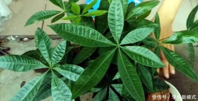 冬季养盆发财树如何避免伤亡从5个方面入手,不黄叶不烂根!