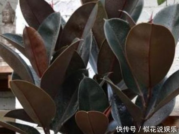 不要再养绿萝了,客厅养上3种“树”,旺宅招财还养人,寓意还好