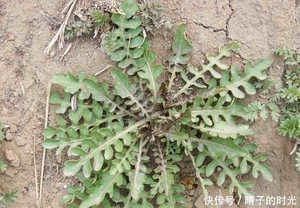 生病|五月份多吃这3样野菜的人，清热燥湿，降压护心脏，想生病都难！