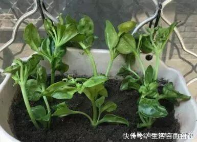 这6种花，现在扦插正当时，7天生白根，当年能开花，新手也可以