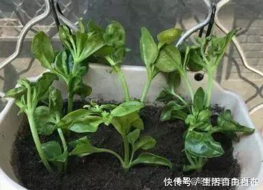 这6种花,现在扦插正当时,7天生白根,当年能开花,新手也可以