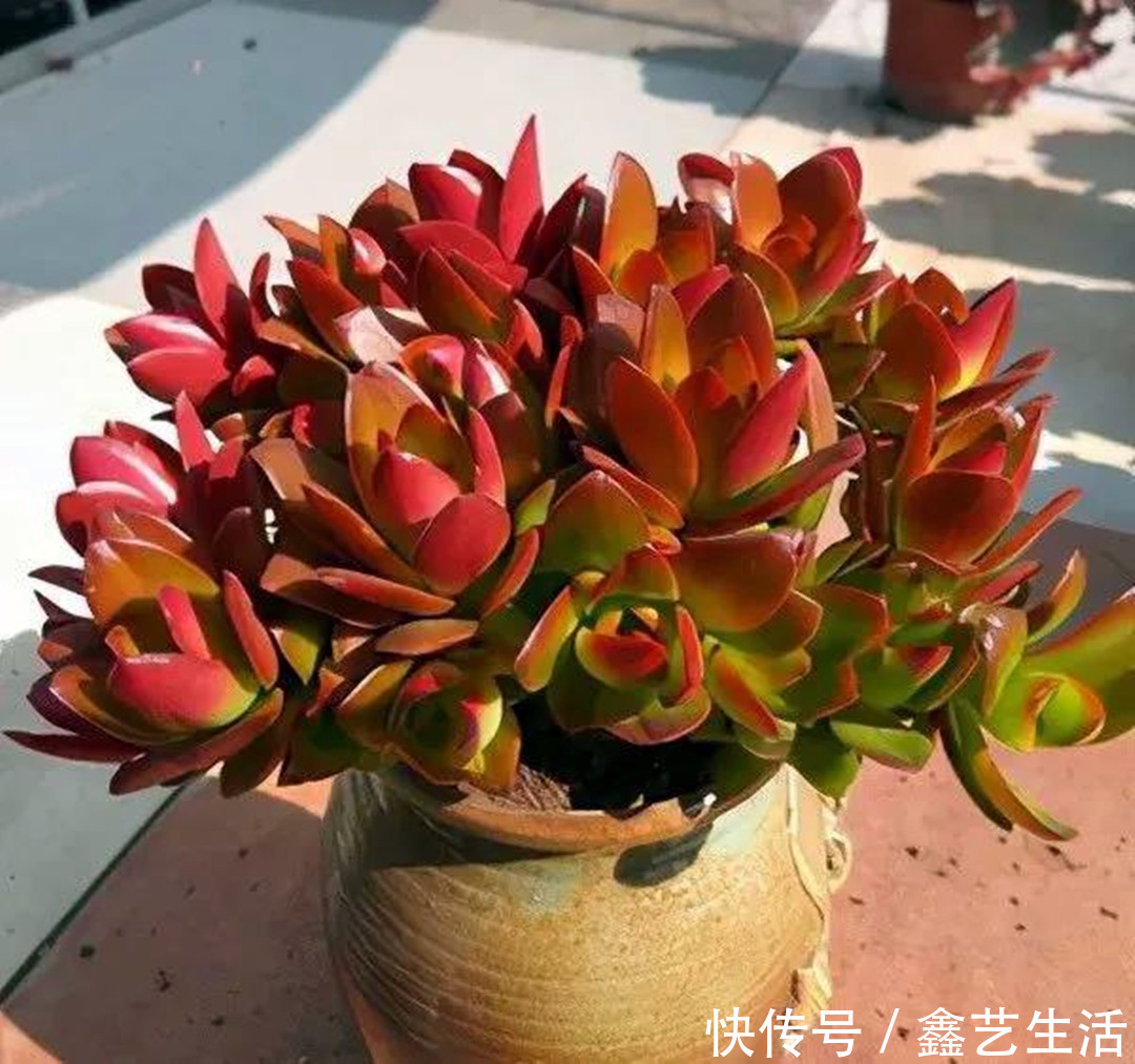 多肉植物|夏天多肉“防腐”有妙招!做好这三件事,不烂不腐不化水,超实用!